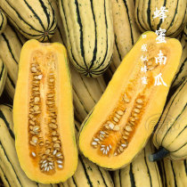 Honey pumpkin seed family seed mini Super melon cream orange melon seed seed spring and autumn vegetable seed seed