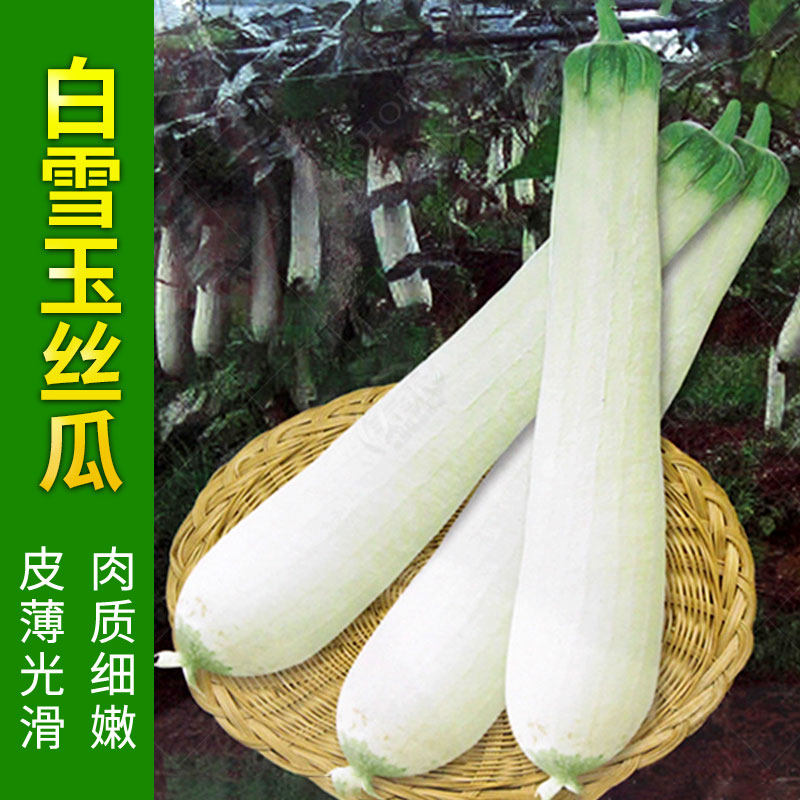 White Snow jade white silk melon seed white leather extra-long extra-large giant white jade high-yield Four Seasons Vegetable Seed seed