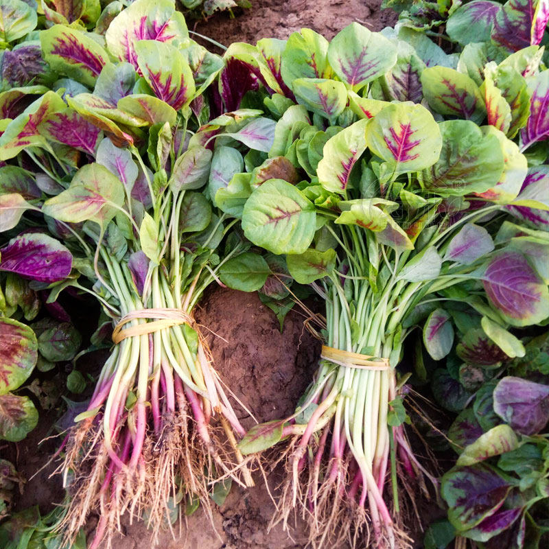 Spring Chinese cabbage red round-leaf amaranth seeds red leaves spring yellow seeds seeds four seasons solitary autumn vegetable seeds rapeseed white