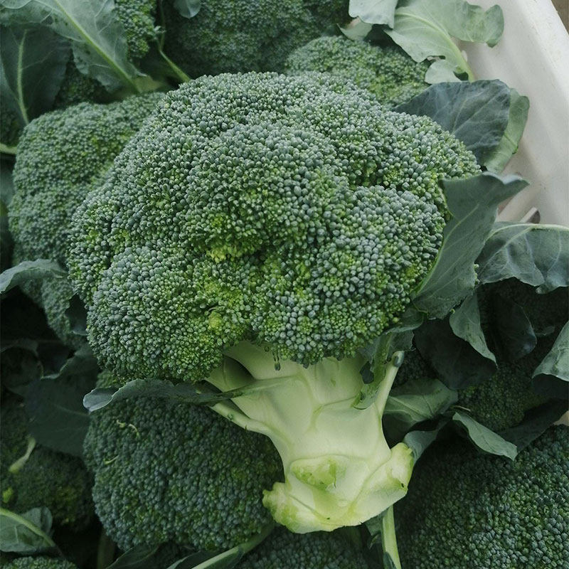 Broccoli seeds broccoli seeds flower seedlings mandolin green broccoli four seasons seeds flower seeds excellent western blue flowers