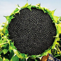 Edible sunflower seeds Seeds Dwarf sunflower oil sunflower pot Ornamental solitary flower seedlings Live seedlings with roots Extra-large seedlings