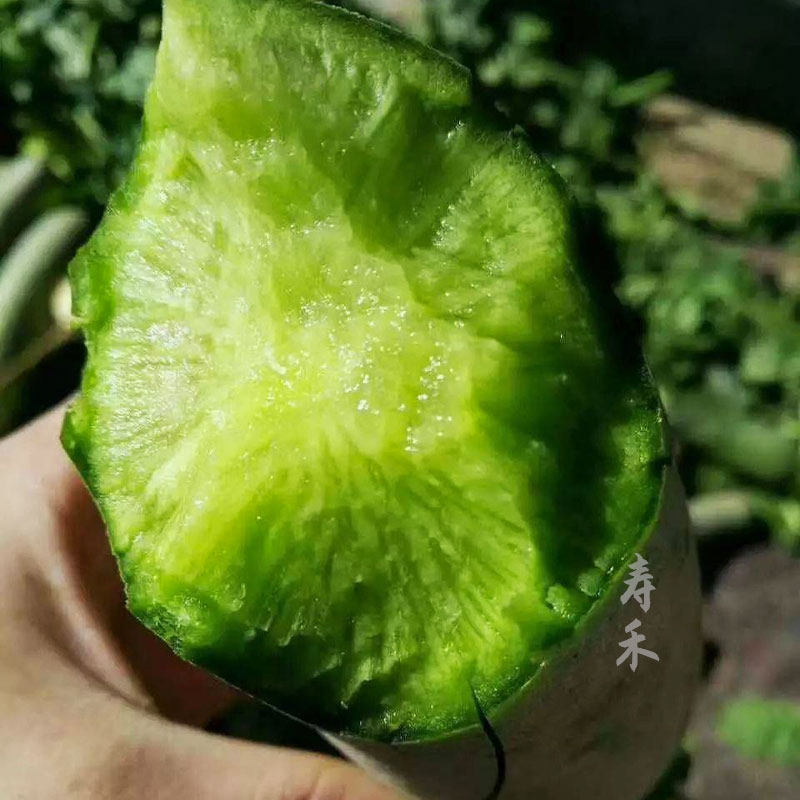 Tianjin Shawo fruit radish seed seed seed Shandong Weifang Weixian sweet and crisp seed seed green four seasons of the whole