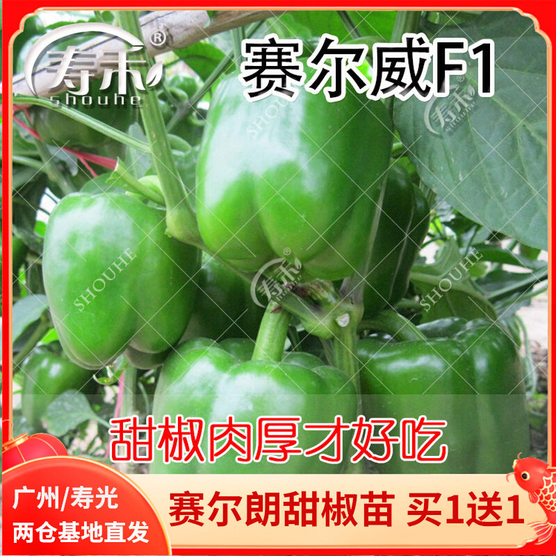 Green Pepper Seed Chili Fry Sweet Pepper Seed seeds Red Vegetables Peppers Vegetable Miao Miao Seedling South Varieties High Yield Seed Varieties
