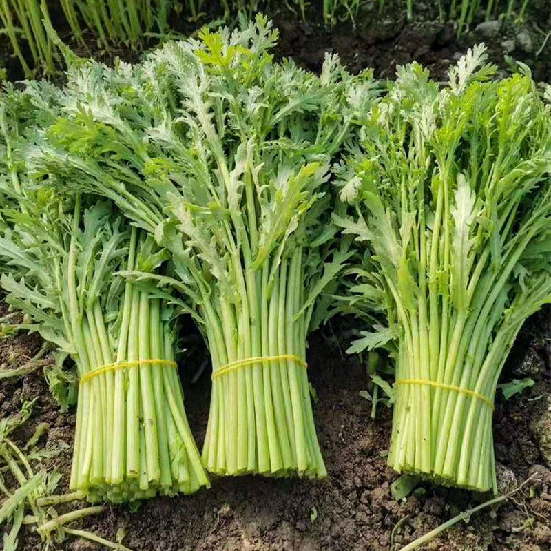 Light Rod's Chrysanthemum Artemisia Seeds Small Leaves Four Seasons Emperor's Chrysanthemum Chrysanthemum Seed Varieties of Chrysanthemum Seeds Vegetables vegetable and vegetable stock in winter