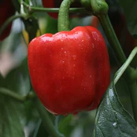 6 саженцев из красного сладкого перца
