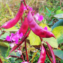 Red all over the sky lentil seeds undefeated purple red eyebrow bean seed farm South Four Seasons vegetable eyebrow bean species
