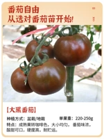 Большие черные саженцы томатов 6 деревьев