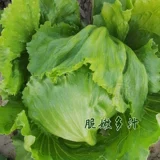 Шарики из салата для семян, семена салата, зимние зимние четырех сезона в горшке, салат семена семян семян семян семян семян семян.