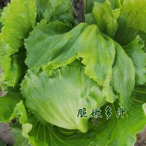 Шарики из салата для семян, семена салата, зимние зимние четырех сезона в горшке, салат семена семян семян семян семян семян семян.