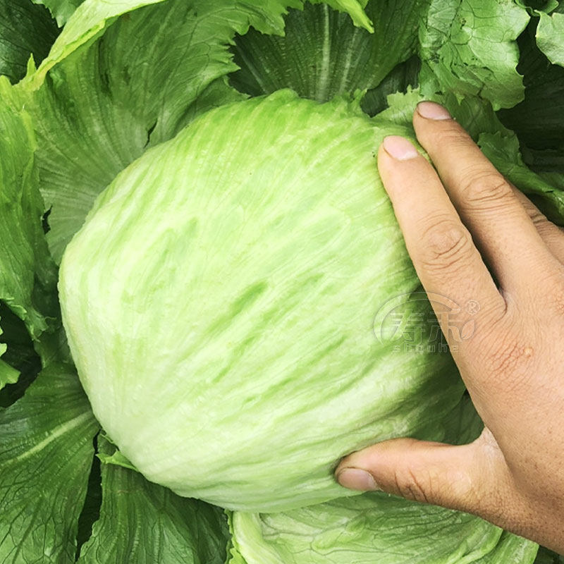 Lettuce seed, lettuce seed, globular balcony, four-season potted vegetable, rapeseed. Arch seed