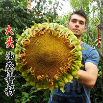 Dwarf big head oil sunflower seed seed seedling edible sunflower dwarf sunflower flower seedling seedling with root large plate