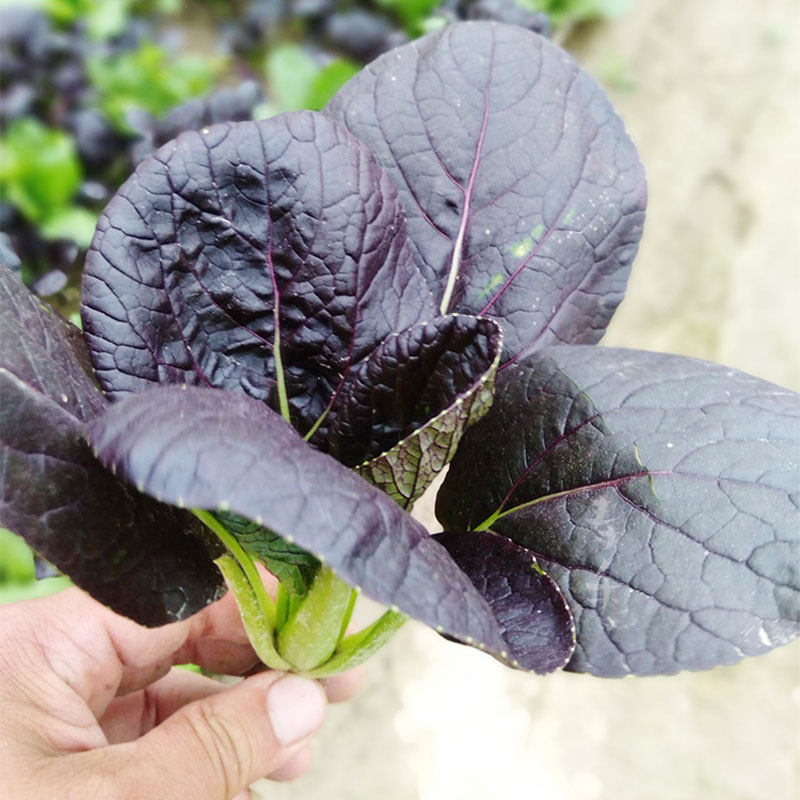 Chinese cabbage seed seeds Four Seasons potted green vegetable seeds purple rape autumn purple leaf fast vegetable vegetable rapeseed