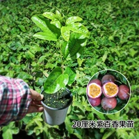 Zixiang Seadling [сажает его с горшками] 1 дерево