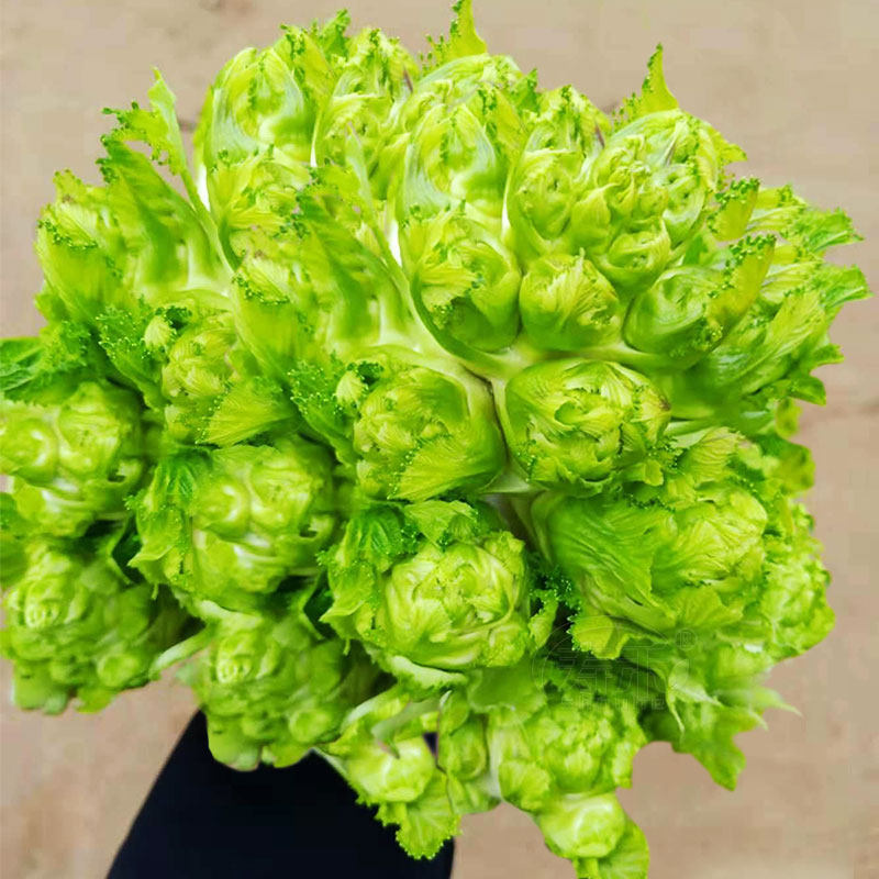 Sichuan Catechuji Seeds Seed Mustard Seed Varieties of Four Seasons Vegetable Varieties dolls vegetables Vegetables Vegetable-Rapeseed Ear Dish Chongqing