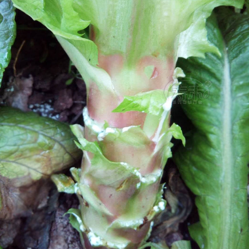 Round leaf red lettuce seedling Lettuce seedling Four seasons vegetable seedling Autumn spring rapeseed vegetables Green bamboo shoots relict seedling