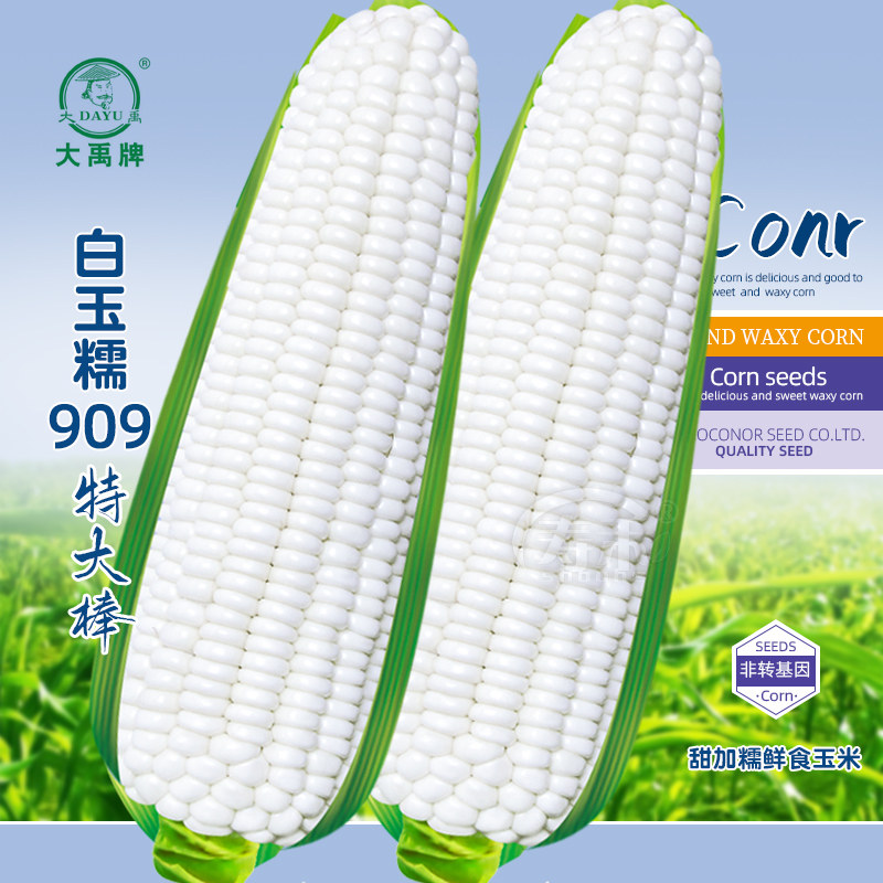 Fruit corn seed seed high yield hybrid white glutinous extra-large sticky sweet corn larvae glutinous rice sweet glutinous spring corn