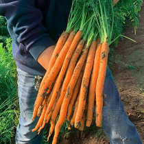 Bijiu Emperor Carrot Seed Seed Long Finger Thumb Fruit Carrot Seed