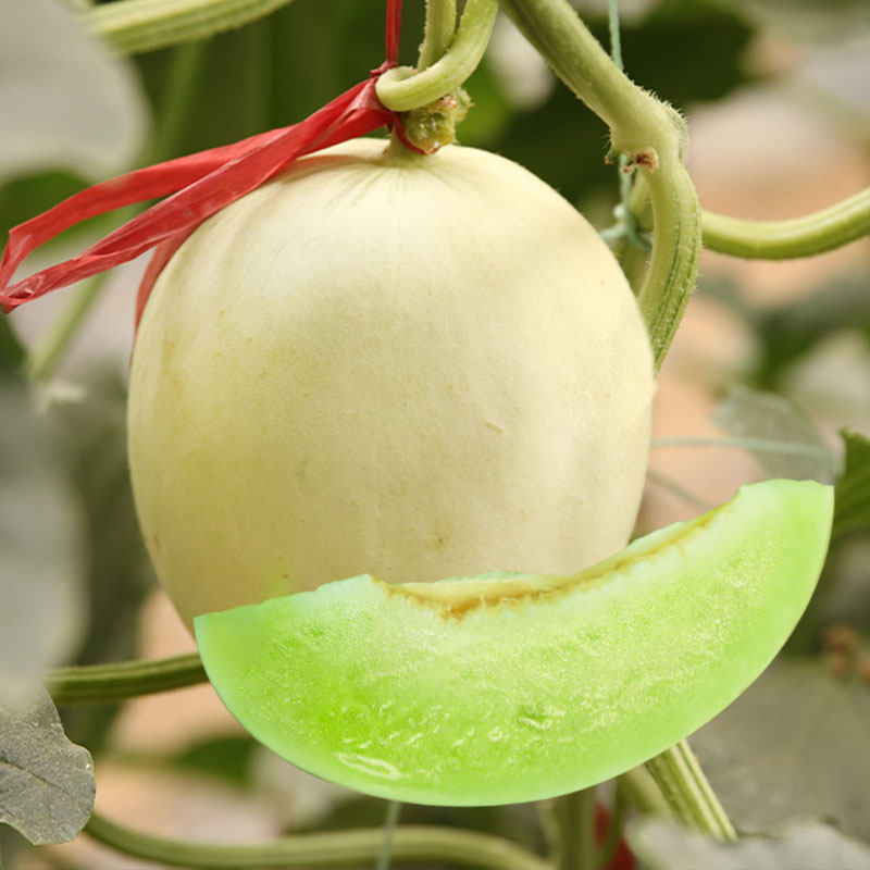New jade gu melon seed super sweet jade mushroom melon seed Hami melon four seasons south and north sweet