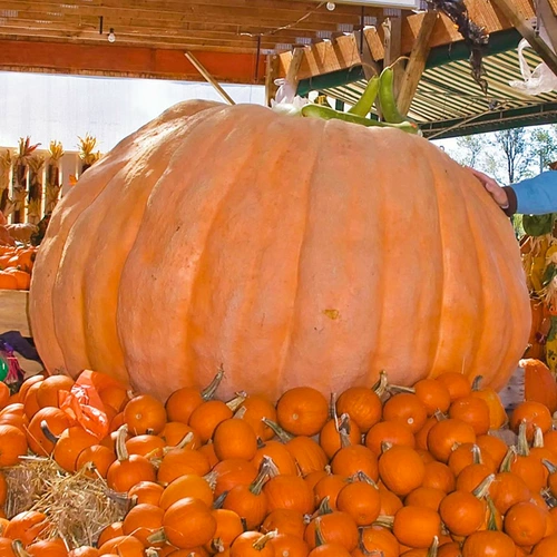 Гигантские семена тыквы Shouhe, очень большие, очень большие специальные декоративные космические личинки, семена овощей, весенние семена дыни и фруктов.