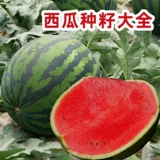 Очень большие саженцы семян арбуза Qilin Lazy Man 8424 Без семян южных саженцев, привитые зодиаки, 2K сладкий король