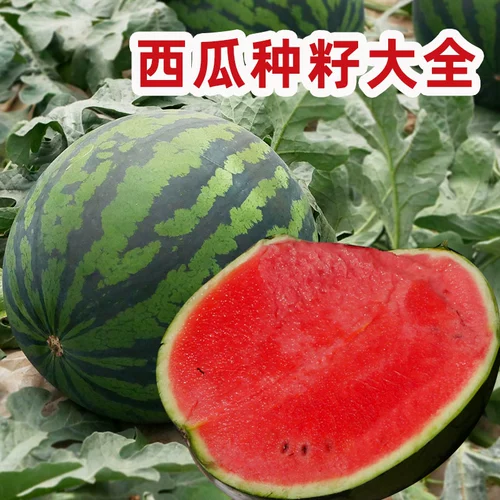 Очень большие саженцы семян арбуза Qilin Lazy Man 8424 Без семян южных саженцев, привитые зодиаки, 2K сладкий король