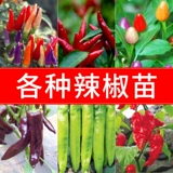 Весенняя рассада овощей, маленькая рассада томатов, четырехсезонная рассада риса, баклажанов, перца, арбуза, огурца, весна, юг