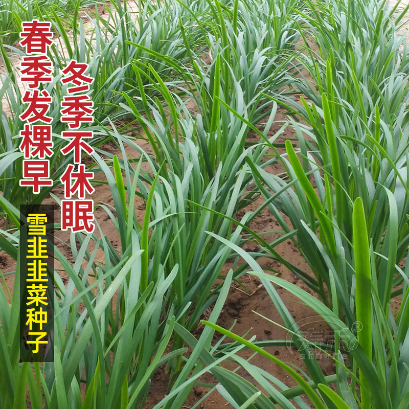Leek seed seed seedling wide leaf four seasons potted root vegetable seed seed large leaf root seedling leek seed leaflet