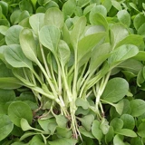 Четыре семена семян семян четыре сезона бесплатная доставка Шанхай Зеленый Кайпан Каудин Каудин Каудин Рапный рапс Овощи изнасилования