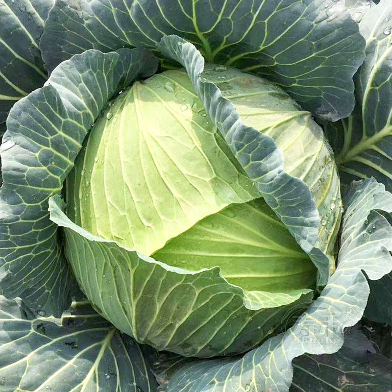 Japan Spring Autumn Double Crown Wang Gan Blue Seed Seed Hole High-yield Bag Heart vegetable Seed Hole Cabbage autumn vegetable bungled vegetables