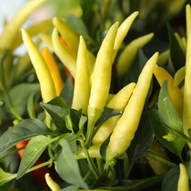 Four seasons small pepper seeds Millet spicy seed seedlings Chaotian pepper super spicy vegetables Pickled pepper larvae seedlings potted seed seeds