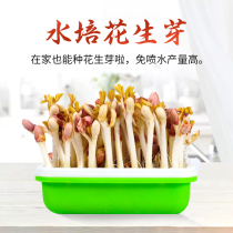 Peanut sprouts hydroponic box sprouting artifact planting special plate box seed nursery hair home seedlings soilless planting vegetables at home