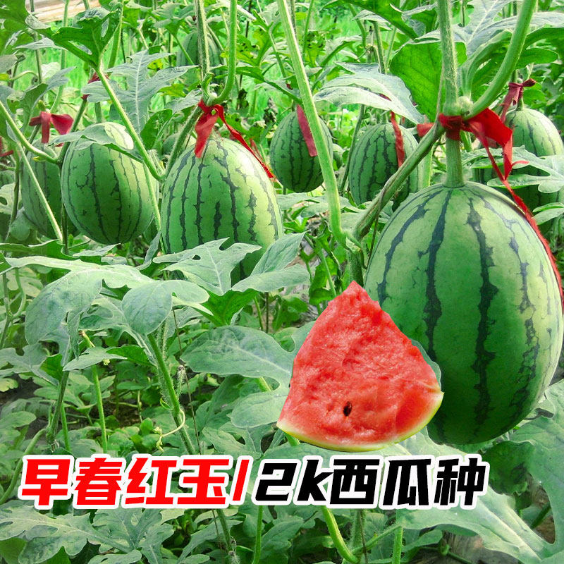 Early spring red jade small watermelon seeds seed seed grafted seedlings high yield 2k southern four seasons seedlings potted planting seedlings