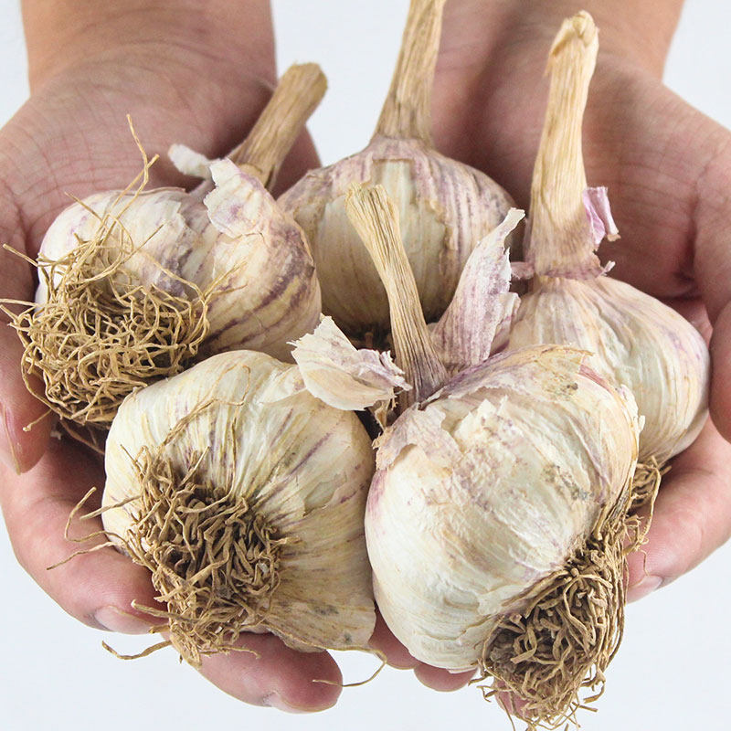 Shandong garlic seed seeds have garlic moss garlic head garlic seedlings red skin seedlings purple skin seeds garlic can be planted