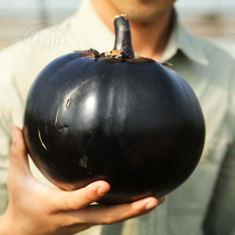 Japanese Round Eggplant Seed Seed Black Treasure Mega Black Purple High-yield Round Early Cooked Fry and Sprout Variety