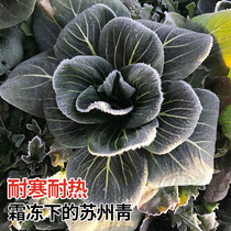 Dwarf green cabbage Suzhou green rape seeds seed seeds Shanghai green vegetables Four Seasons winter vegetable rapeseed