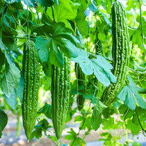Dutch high yield bitter melon seed seedling Orangutan green four seasons Daquan relict large vegetable seedling Four seasons vegetable seedling