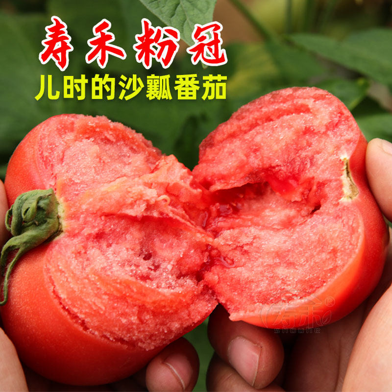 Tomato seedling Daxi red persimmon seedling Four-season vegetable seedling Potted seedling Vegetable relict seedling greenhouse planting spring