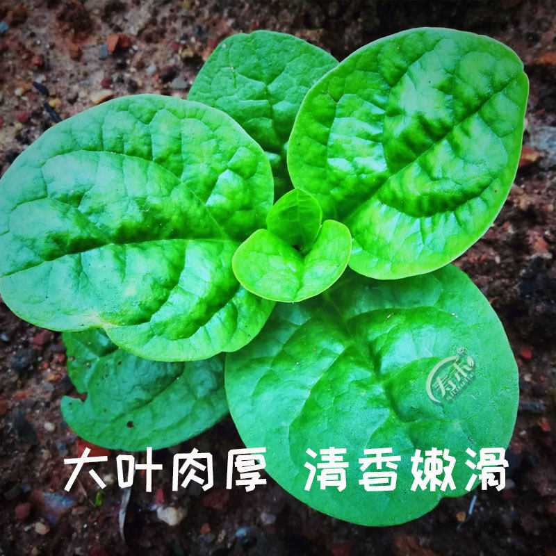 Big leaf agaric seeds Small vegetables Balcony potted vegetable seeds Vegetable seeds Four seasons planting seedlings Summer seedlings