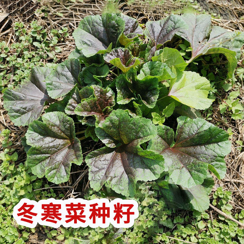 Glutinous rice winter chill vegetable seed winter purslane seed winter vegetable seed winter seed vegetables Miao green vegetable seed vegetable fry