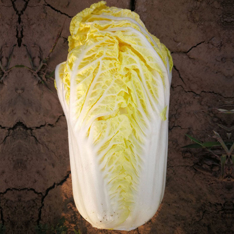Seed Seed Seeds of Alpine Yellow Heart Doll Cabbage All Season Vegetable Varieties Heat Resistant Vegetables Autumn winter Rapeseed