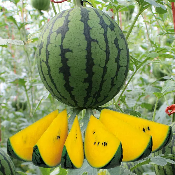 Товары от 寿禾种业[欣欣然公司]