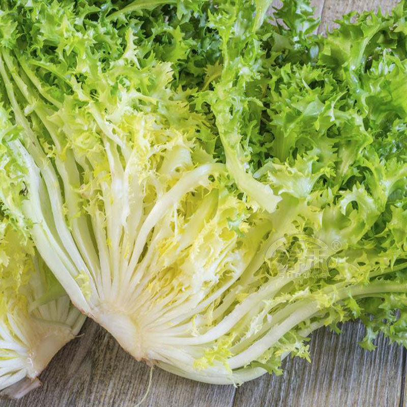 Four Seasons Bitter Chamomile Seeds of Bitter Chrysanthemum Rape Seed Rape Seed Rape Seed Autumn Potted Vegetable Seed seed Seed Hole