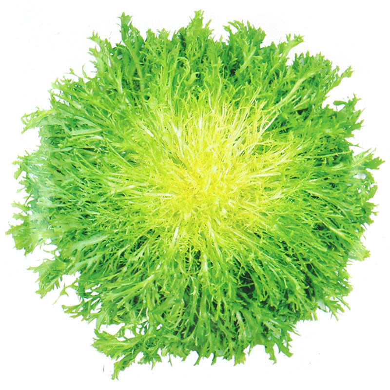 Flower-leaf bitter chrysanthemum seeds yellow heart seeds balcony rapeseed Four Seasons seed winter potted vegetables