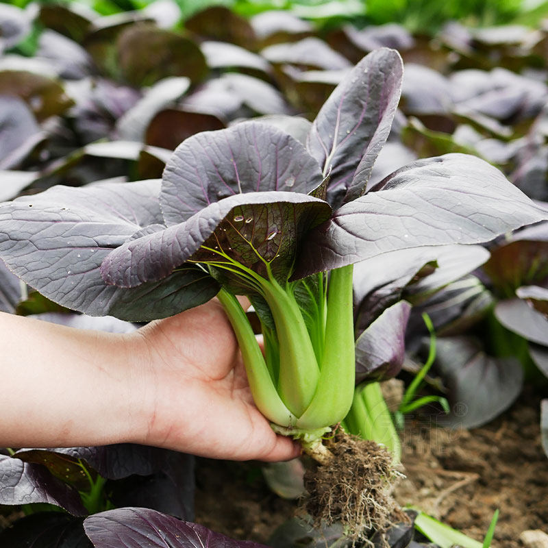 Purple rapeseed seeds Small vegetable seeds Red Shanghai green Southern rapeseed vegetables relict vegetable seeds Autumn and winter four seasons seeds