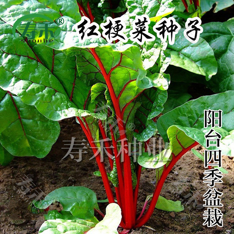 Red terrier seeds red spinach marlane head spring balcony planting vegetable four seasons potted seed vegetable rapeseed seeds