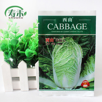 West by iron root winter storage Chinese cabbage seeds disease-resistant high-yield heat-resistant seeds Summer autumn vegetable seeds