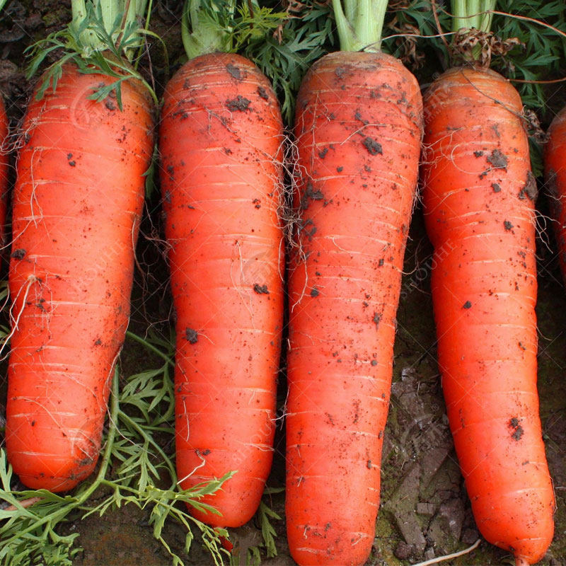 Carrot seed seed red fruit radish four-season seed vegetable clear purple rapeseed purple yellow carrot seed