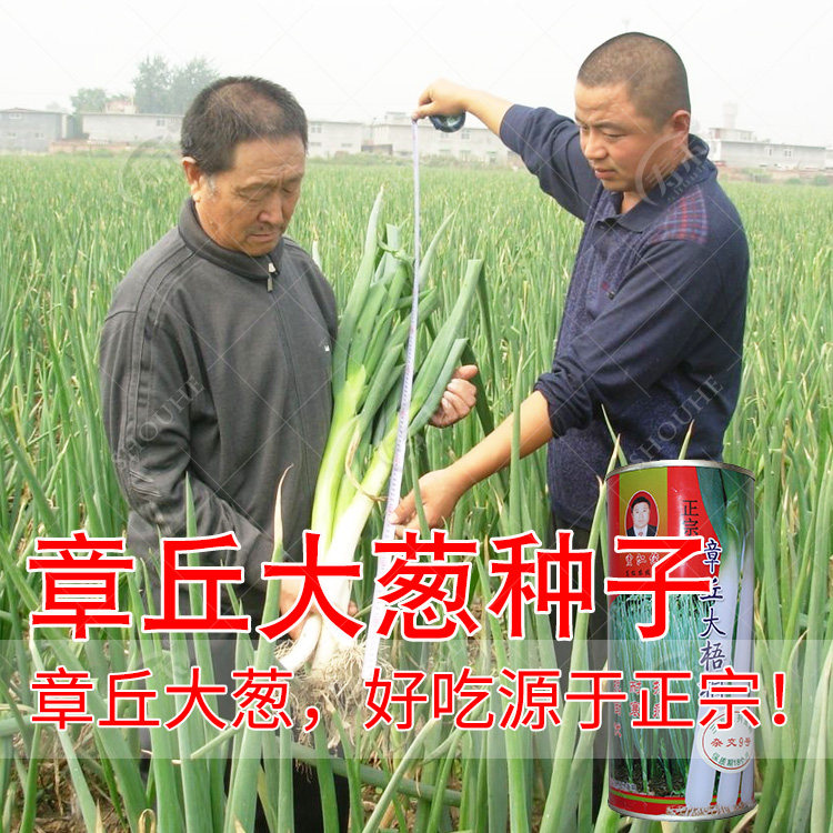 Green onion seeds Shandong Zhangqiu four-season onion seeds scallion seedlings vegetable seeds shallower scallion seeds with roots