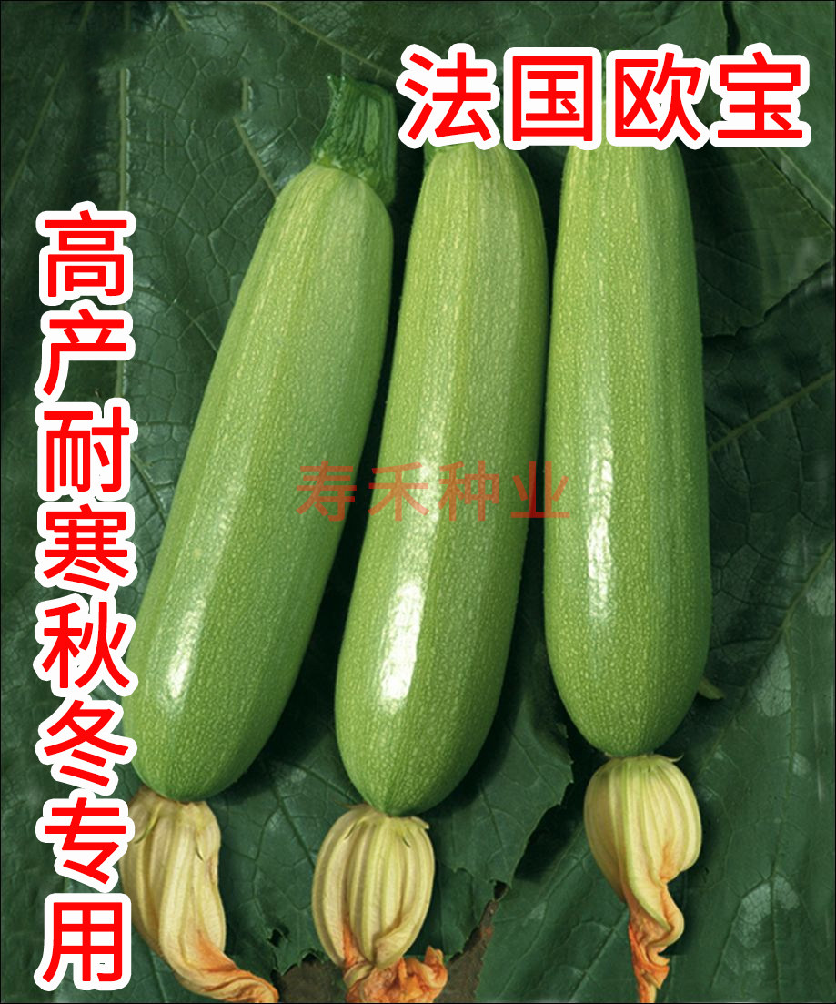 France's Opel high-yield Western hyacinth seed seed-seed hole-green-resistant and heat-resistant and disease-resistant Sihu ruby early-cooked without hysteria