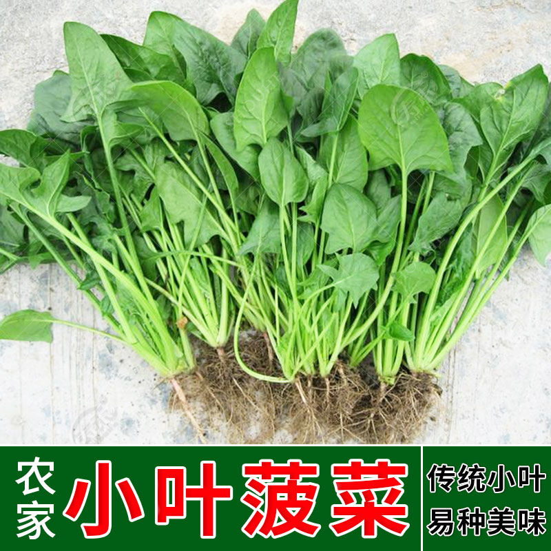 Leaflet spinach seeds Small greens Wave vegetables Four seasons autumn and winter vegetable seeds Relict seeds Rapeseed old varieties Bulk seeds